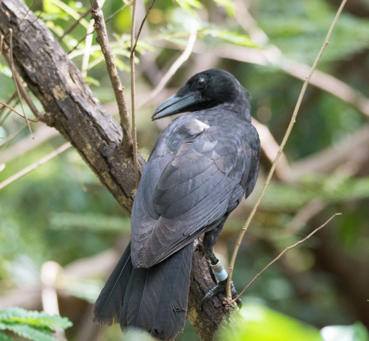 Mariana Crow - ML391570171