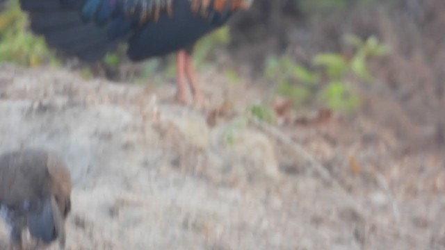 Gray Junglefowl - ML391570371