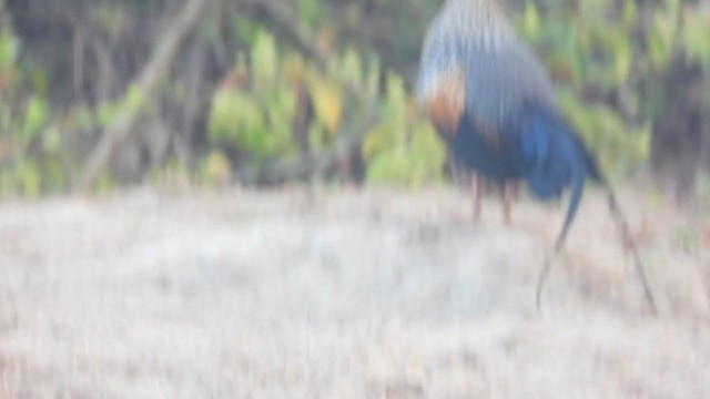 Gray Junglefowl - ML391570421