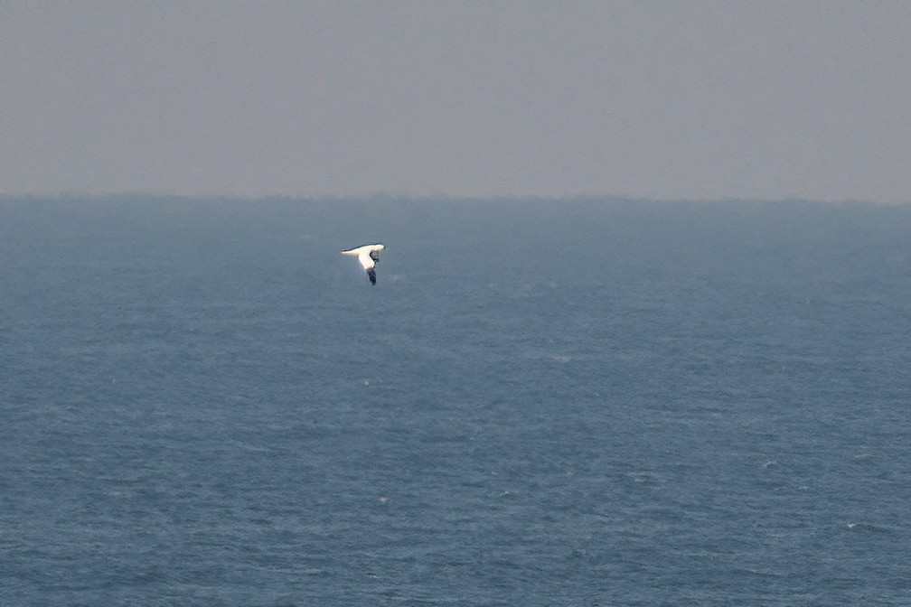 Northern Gannet - ML391570991