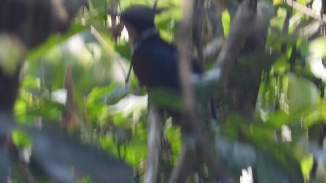 Chestnut-winged Cuckoo - ML391571791