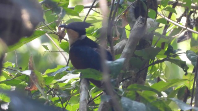 Chestnut-winged Cuckoo - ML391571801