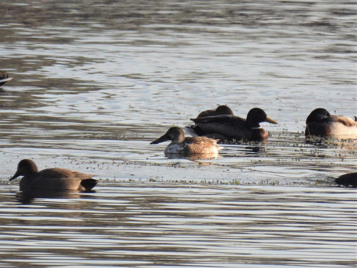 Northern Shoveler - ML391572911