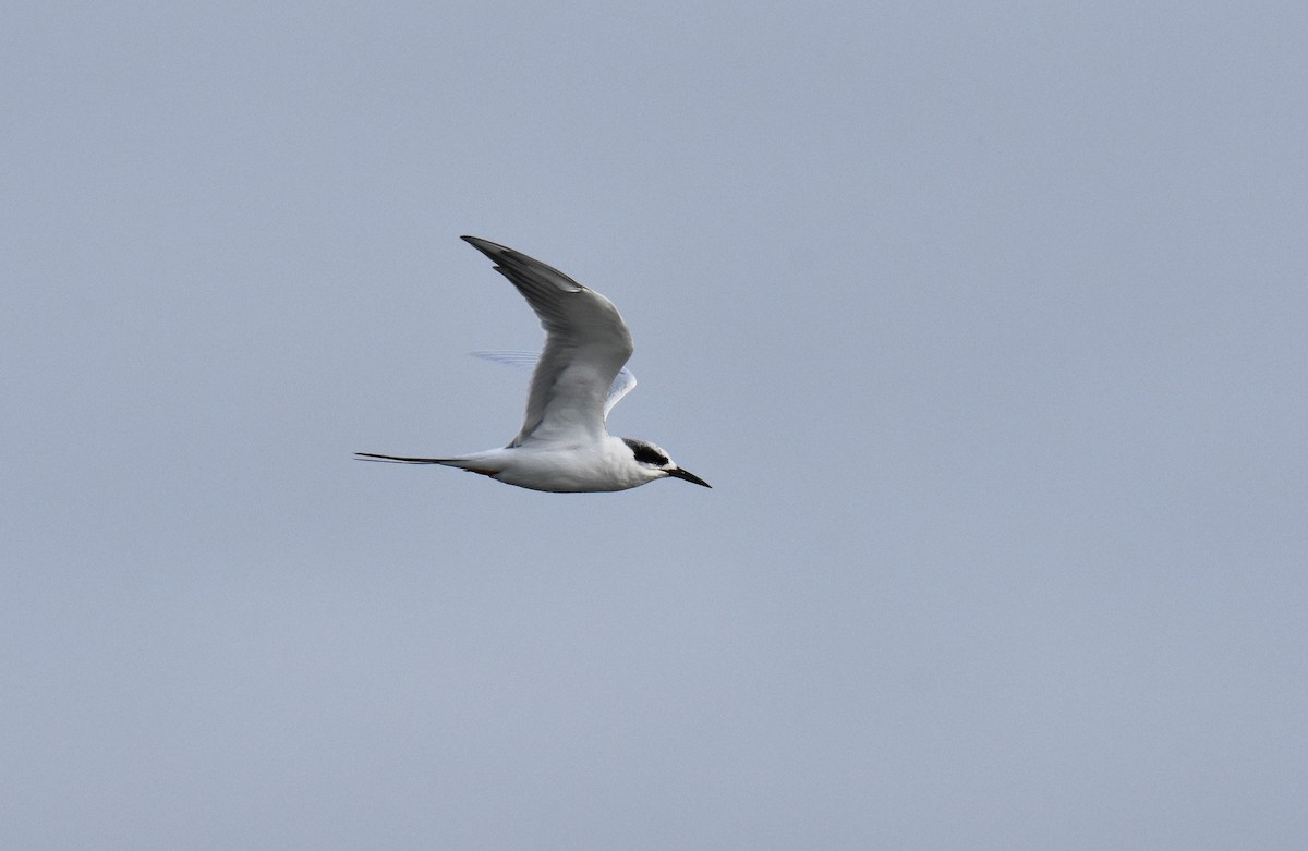 Forster's Tern - ML39157301