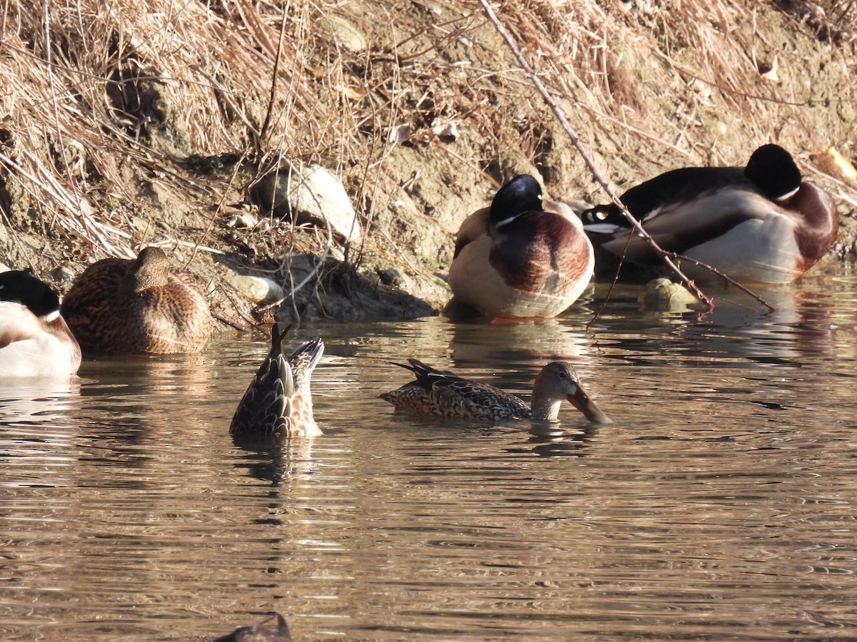 Northern Shoveler - ML391573071