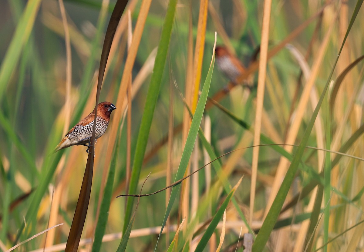 Scaly-breasted Munia - ML391574061