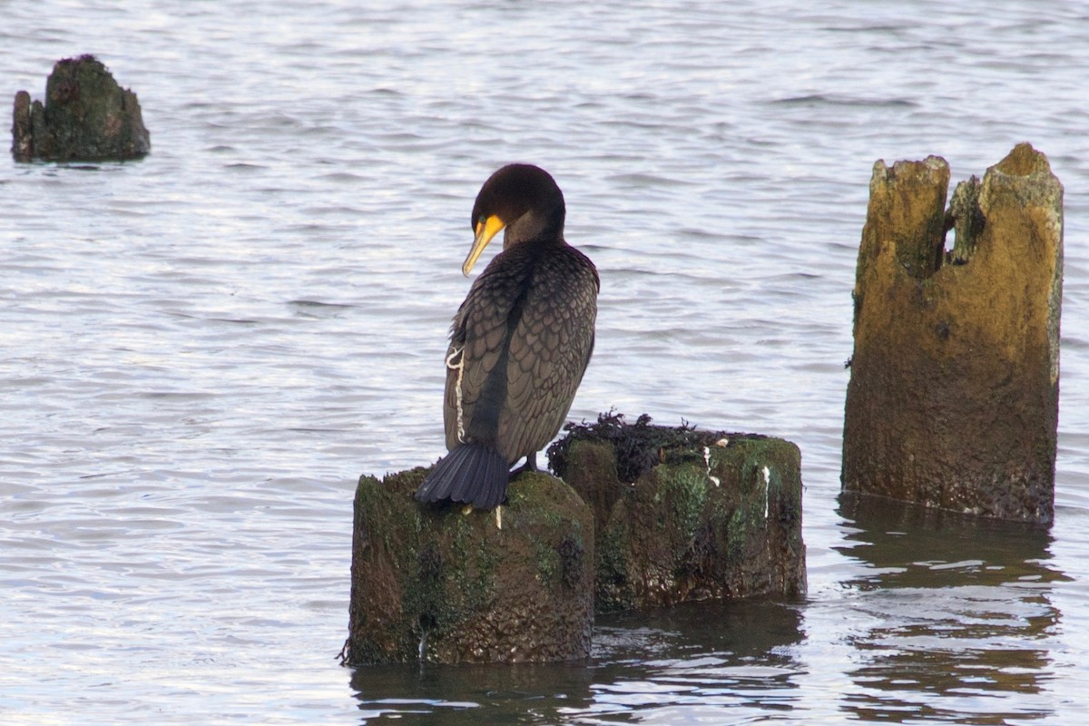 Double-crested Cormorant - ML391574121