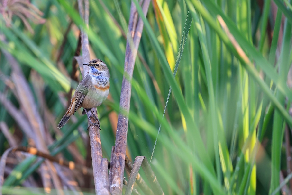 Bluethroat - ML391574131