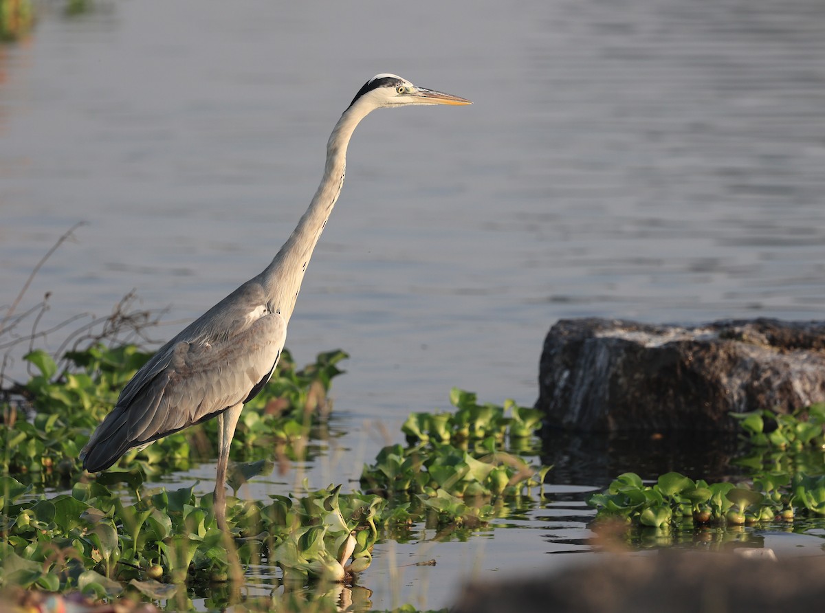 Gray Heron - ML391574271