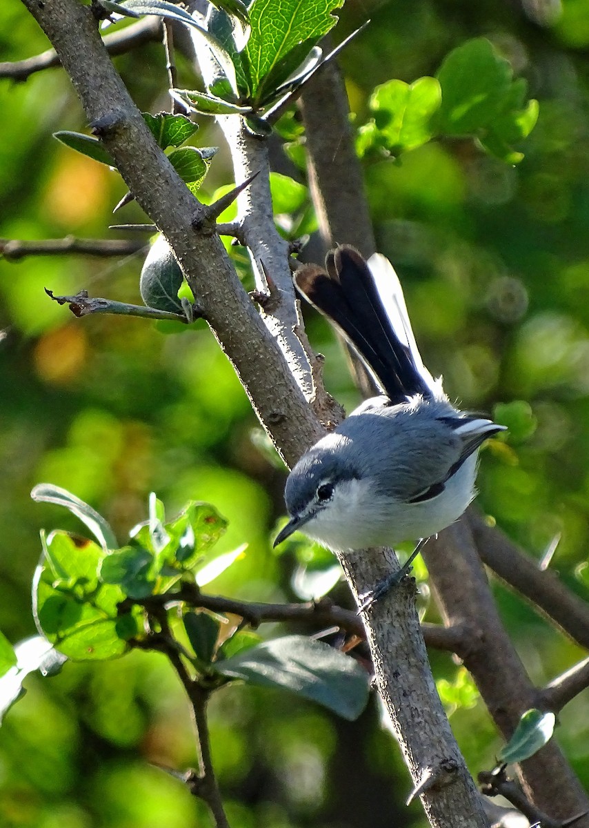 White-lored Gnatcatcher - ML39157661