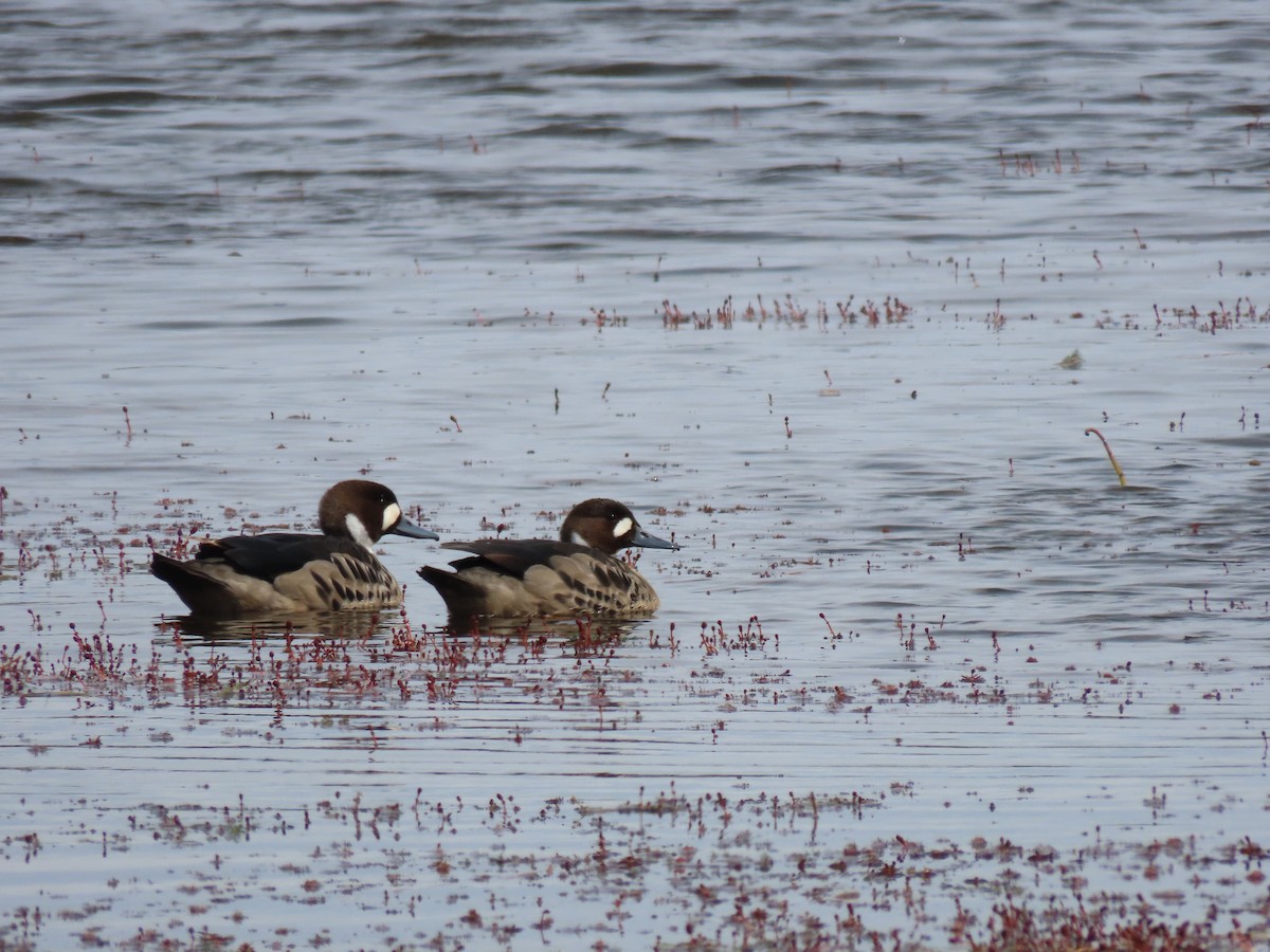 Spectacled Duck - ML391576721