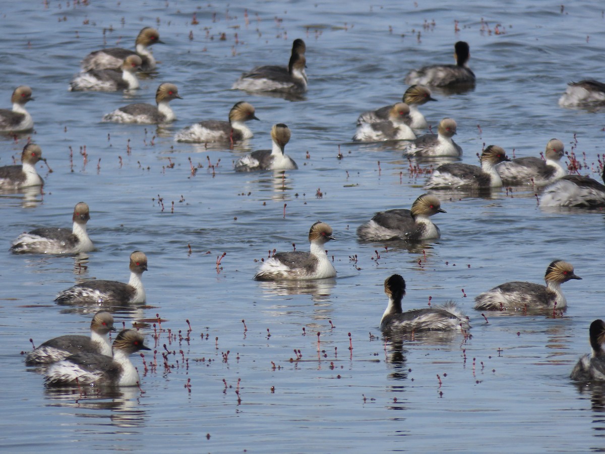 Silvery Grebe - ML391576801