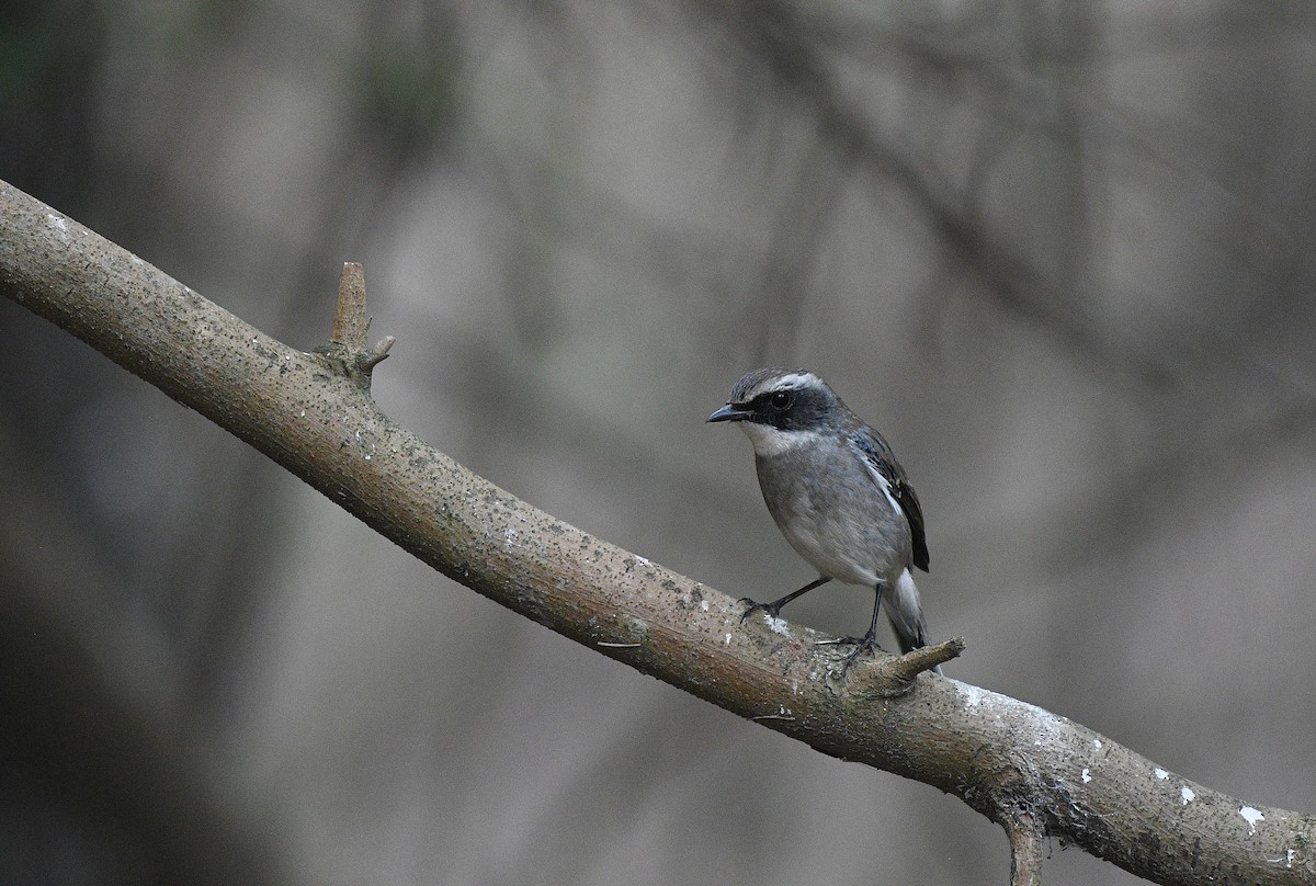 Gray Bushchat - ML391577121
