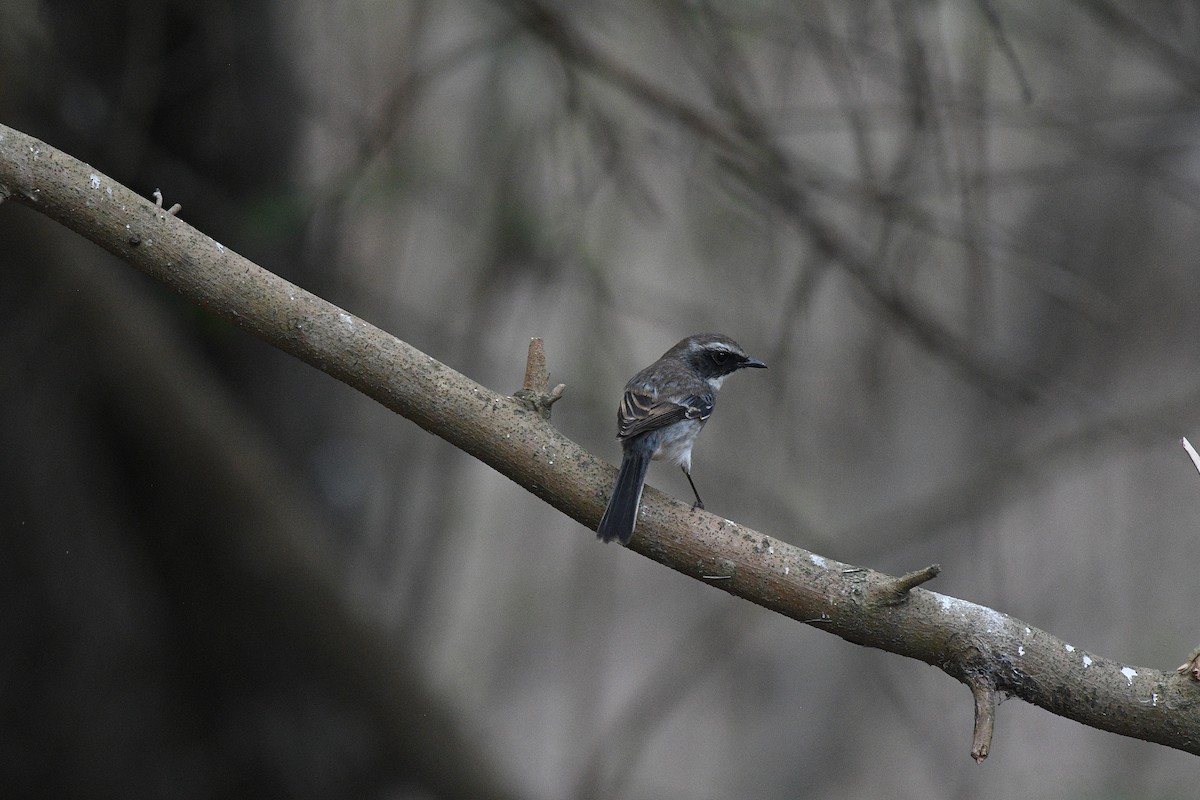 Gray Bushchat - ML391577161