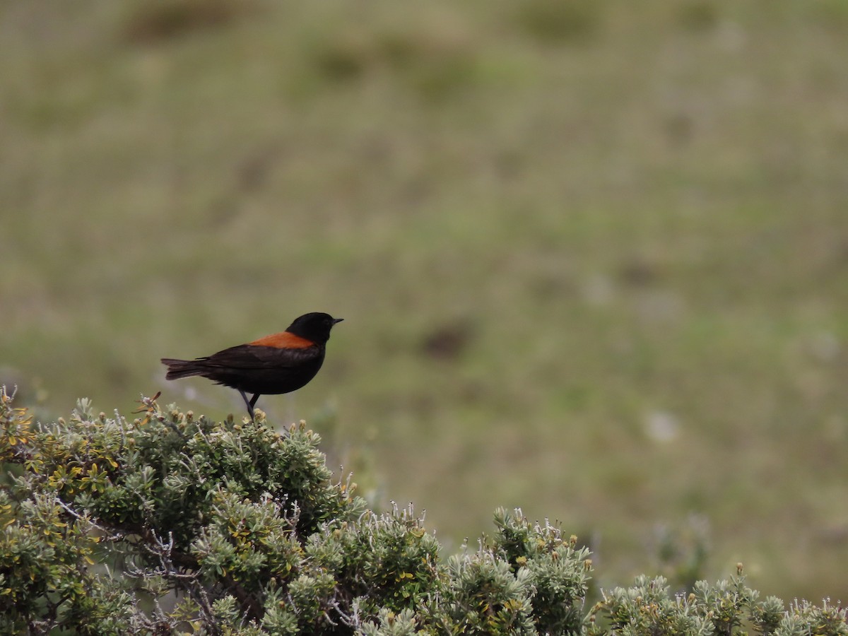 patagonianegrito - ML391577171