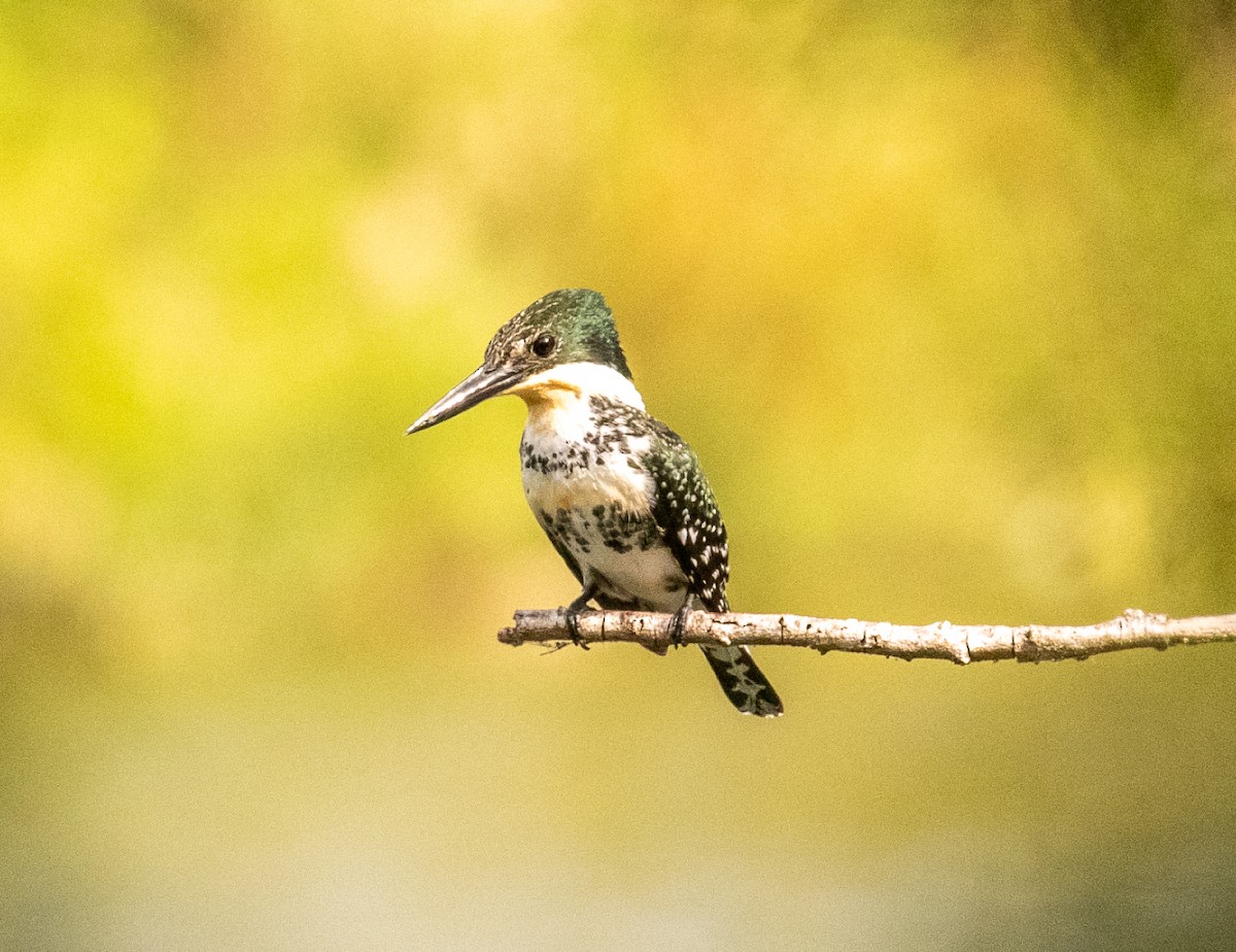 Green Kingfisher - Marianne Taylor