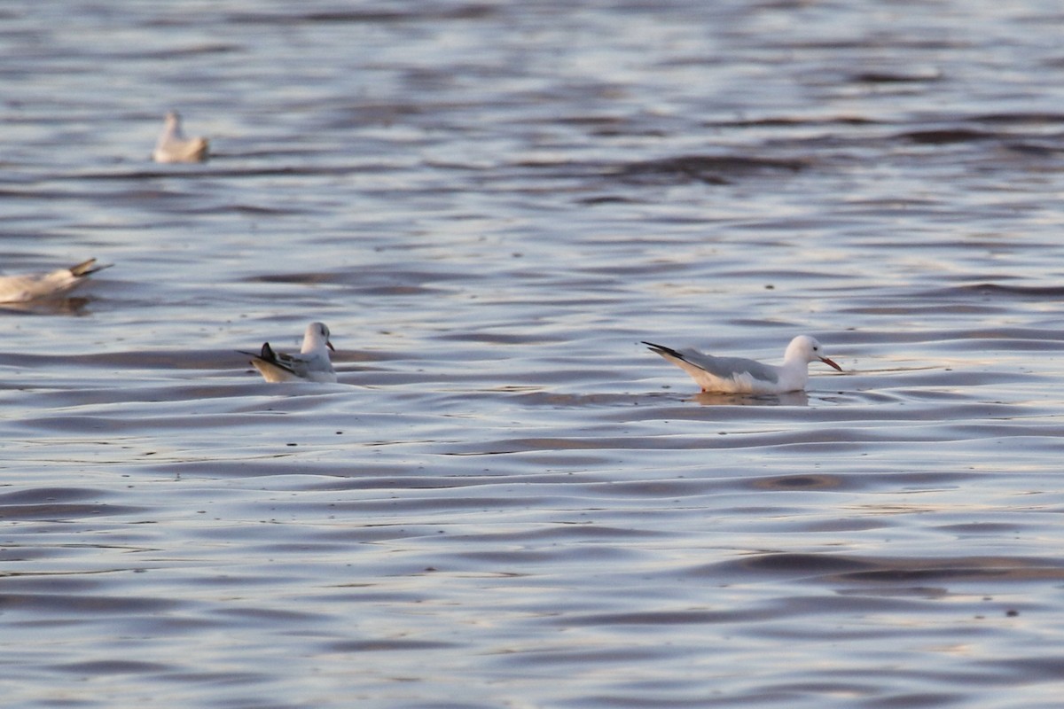 Slender-billed Gull - ML391578281