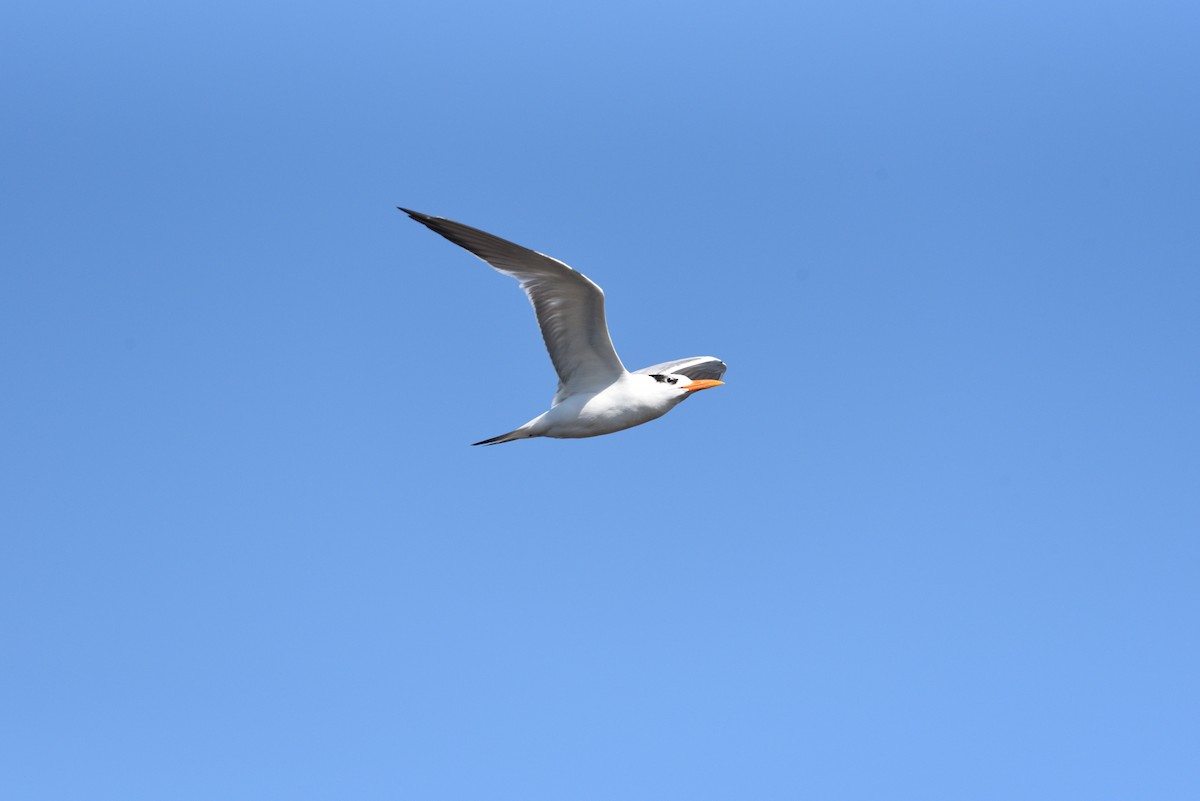 Royal Tern - ML391578361