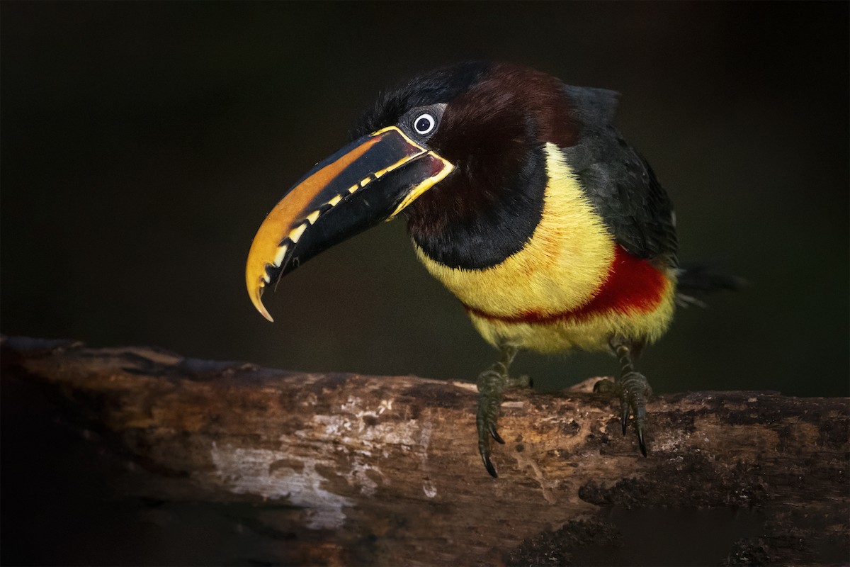 Chestnut-eared Aracari - ML391579651