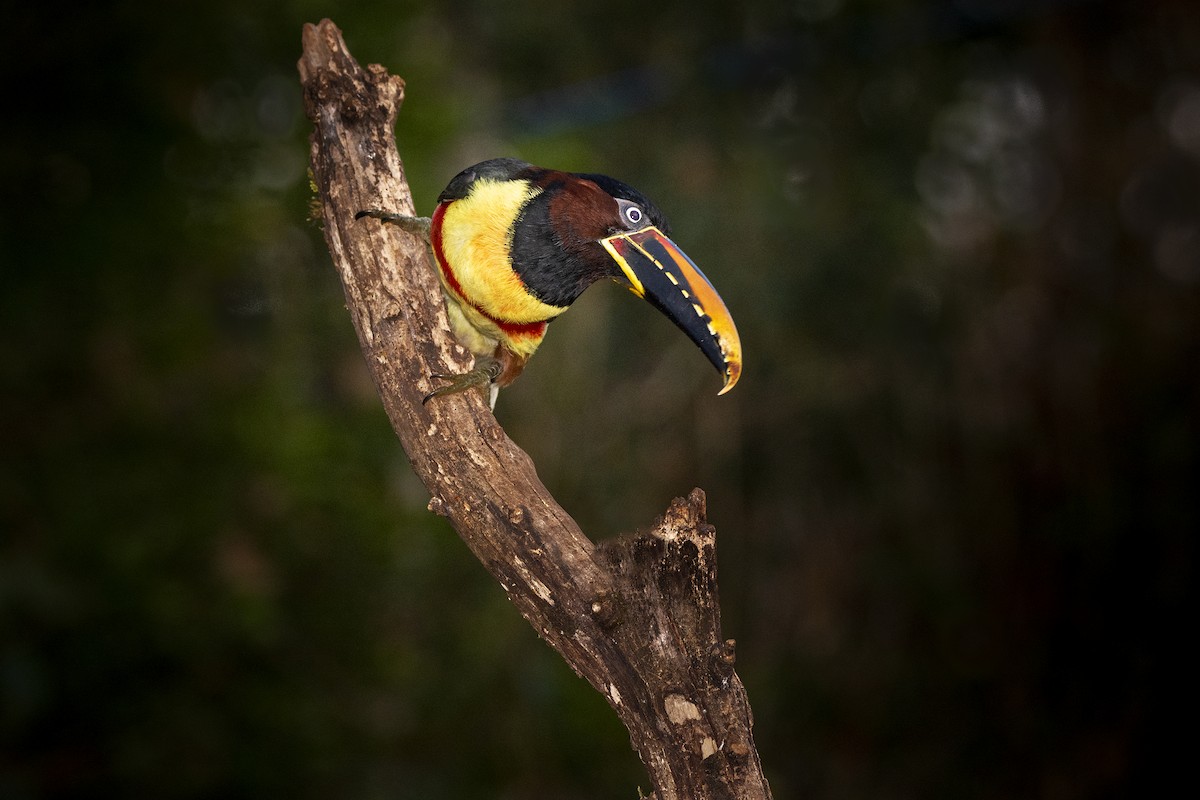 Chestnut-eared Aracari - ML391579681