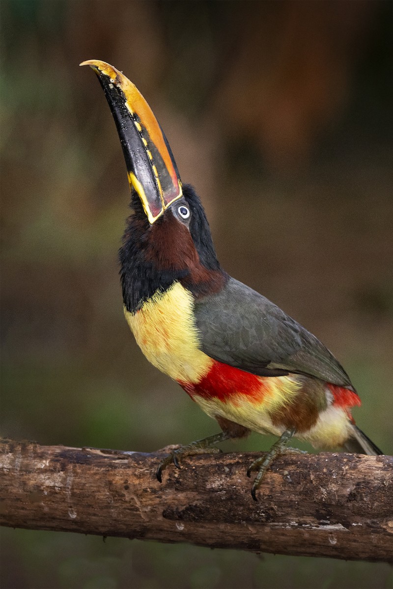 Chestnut-eared Aracari - ML391579691