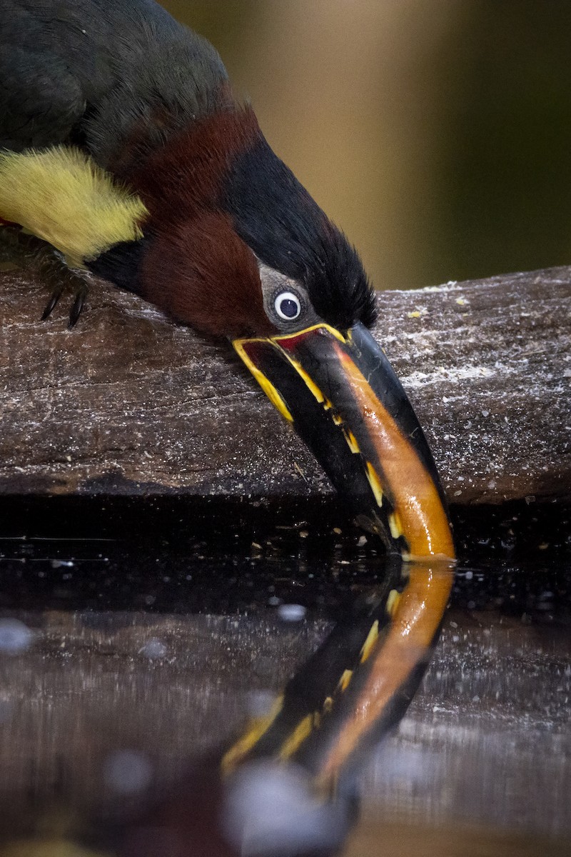 Chestnut-eared Aracari - ML391579701