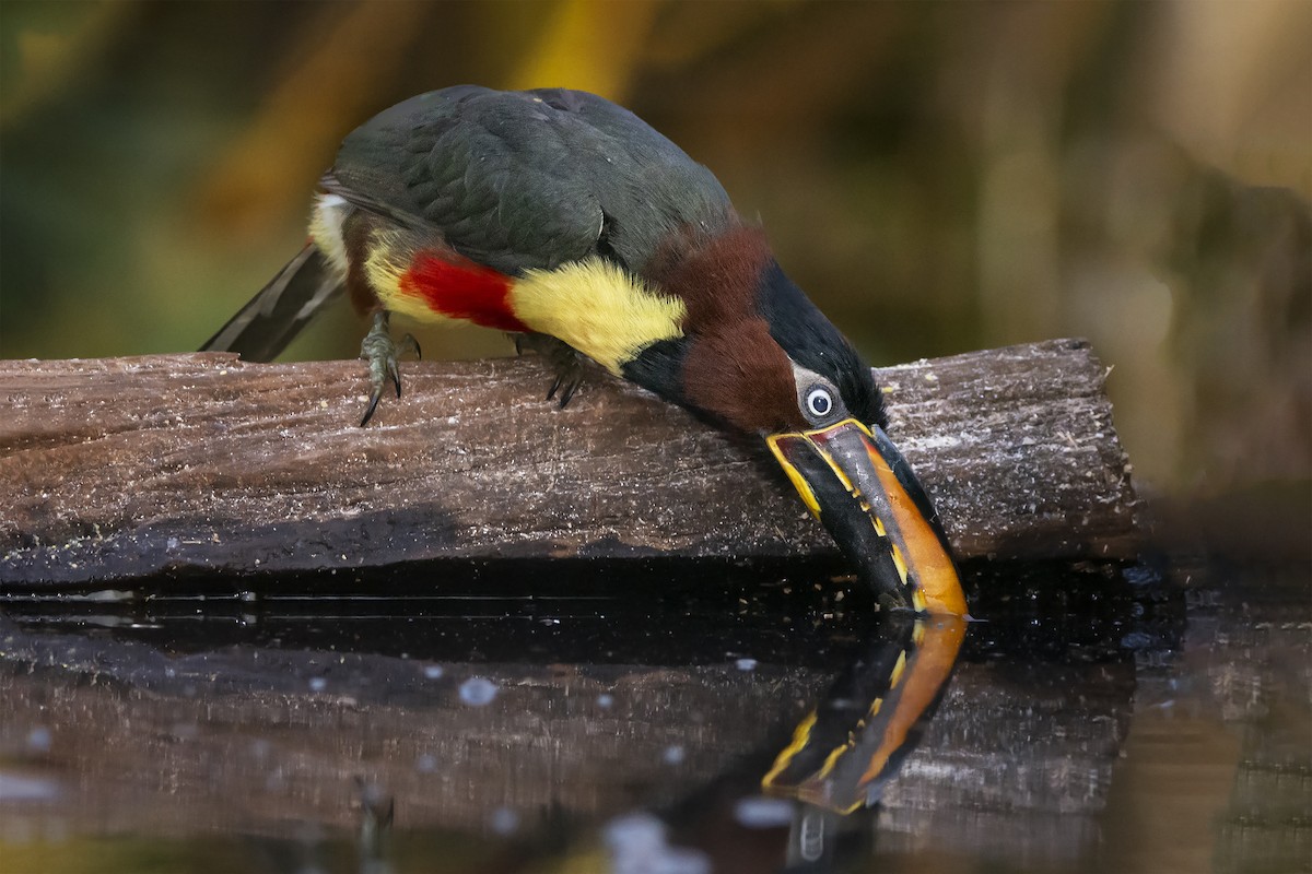 Chestnut-eared Aracari - ML391579721