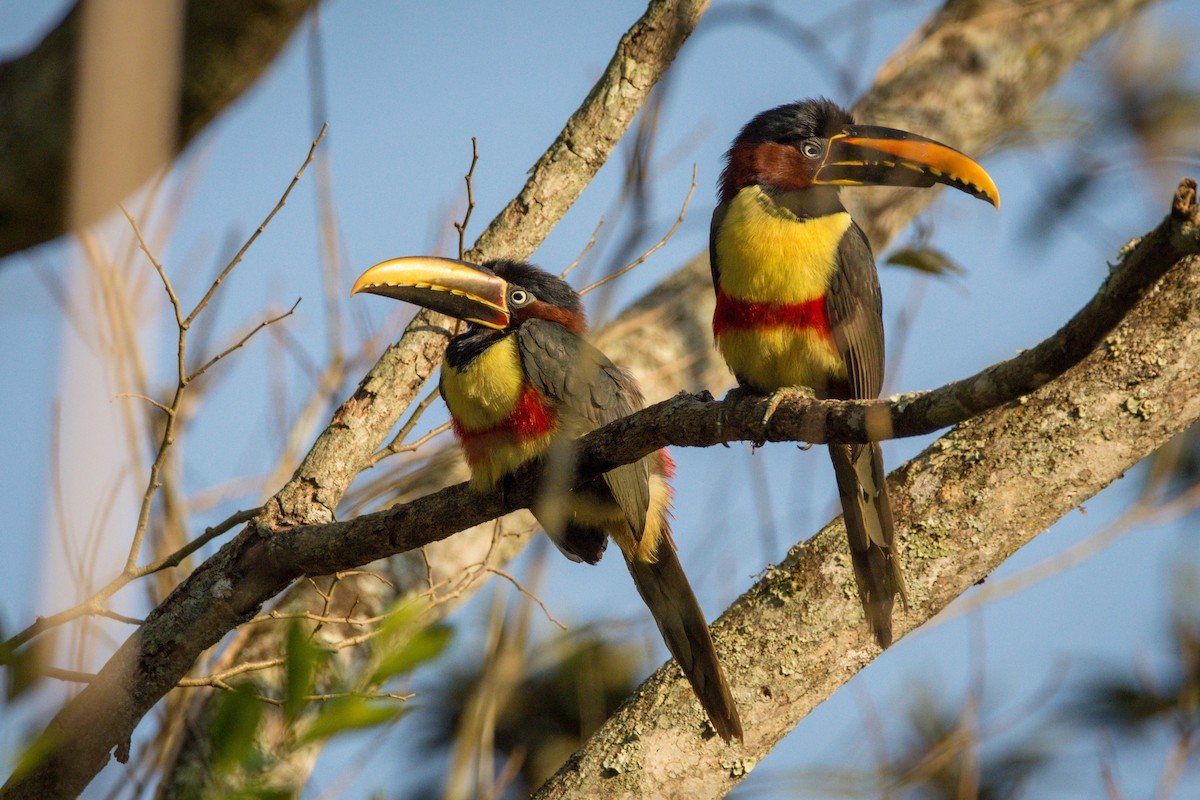 Chestnut-eared Aracari - ML391579731