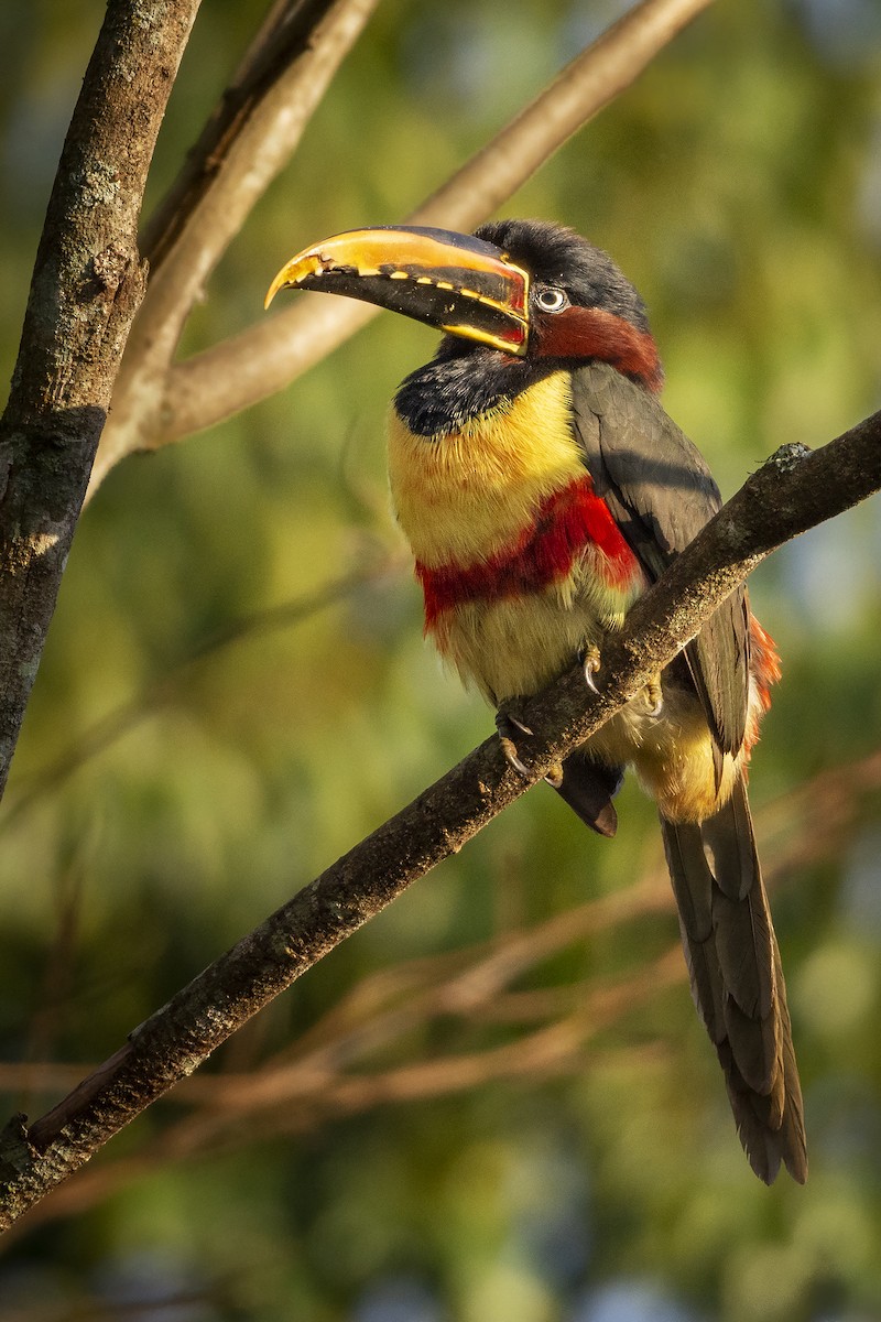 Chestnut-eared Aracari - ML391579771