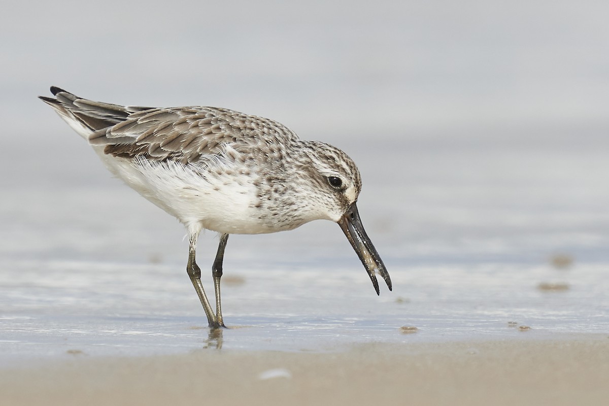 Broad-billed Sandpiper - Raghavendra  Pai