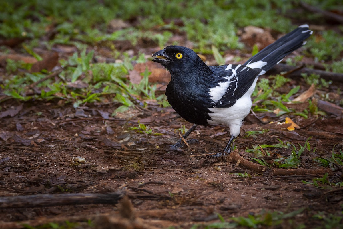 Magpie Tanager - ADRIAN GRILLI