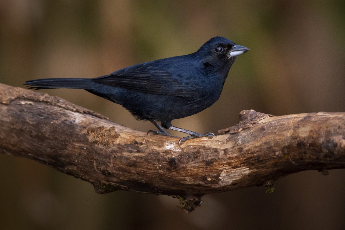 Ruby-crowned Tanager - ADRIAN GRILLI