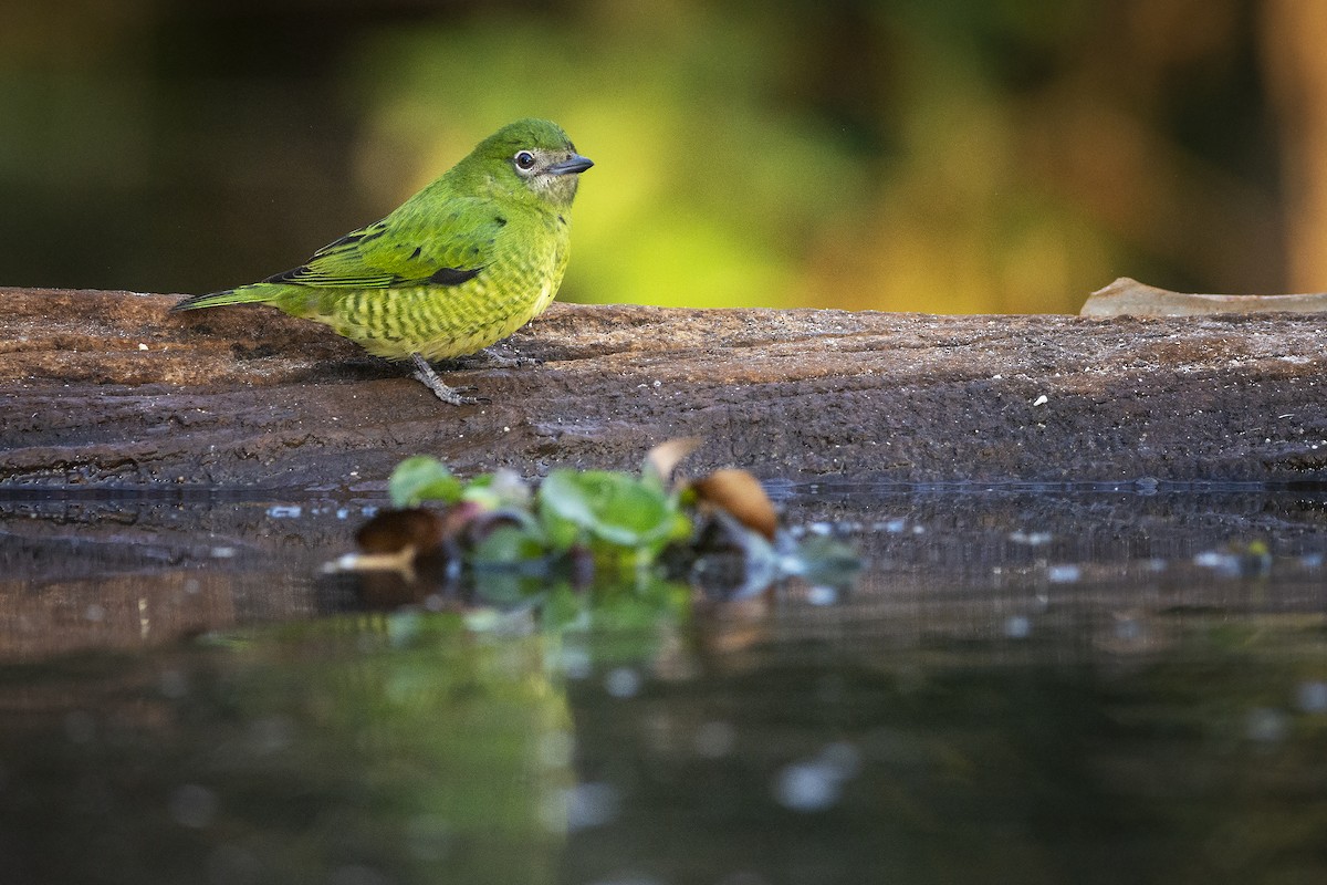 Swallow Tanager - ADRIAN GRILLI