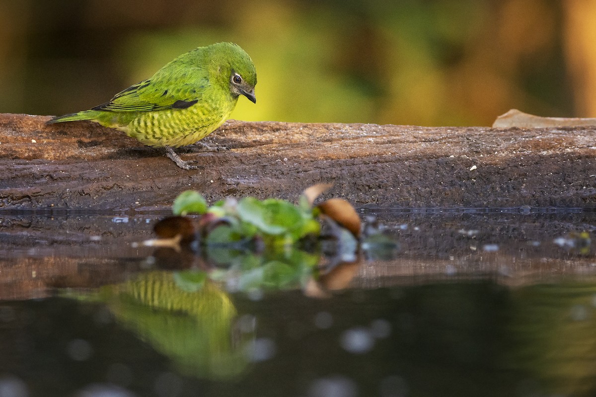 Swallow Tanager - ADRIAN GRILLI