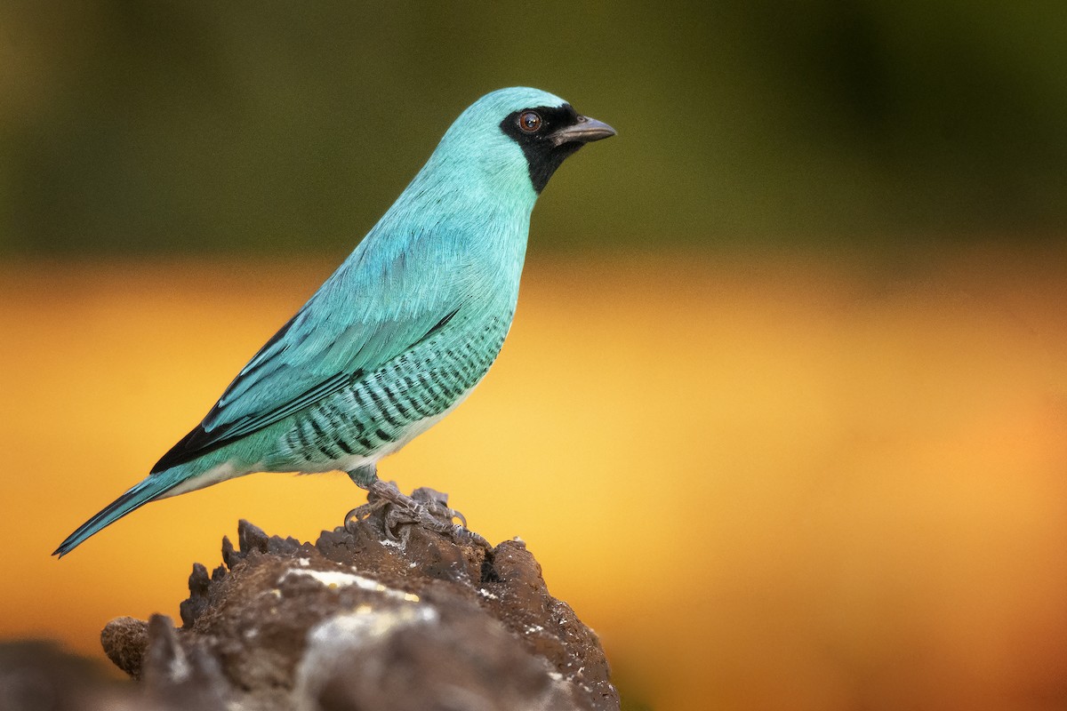 Swallow Tanager - ADRIAN GRILLI