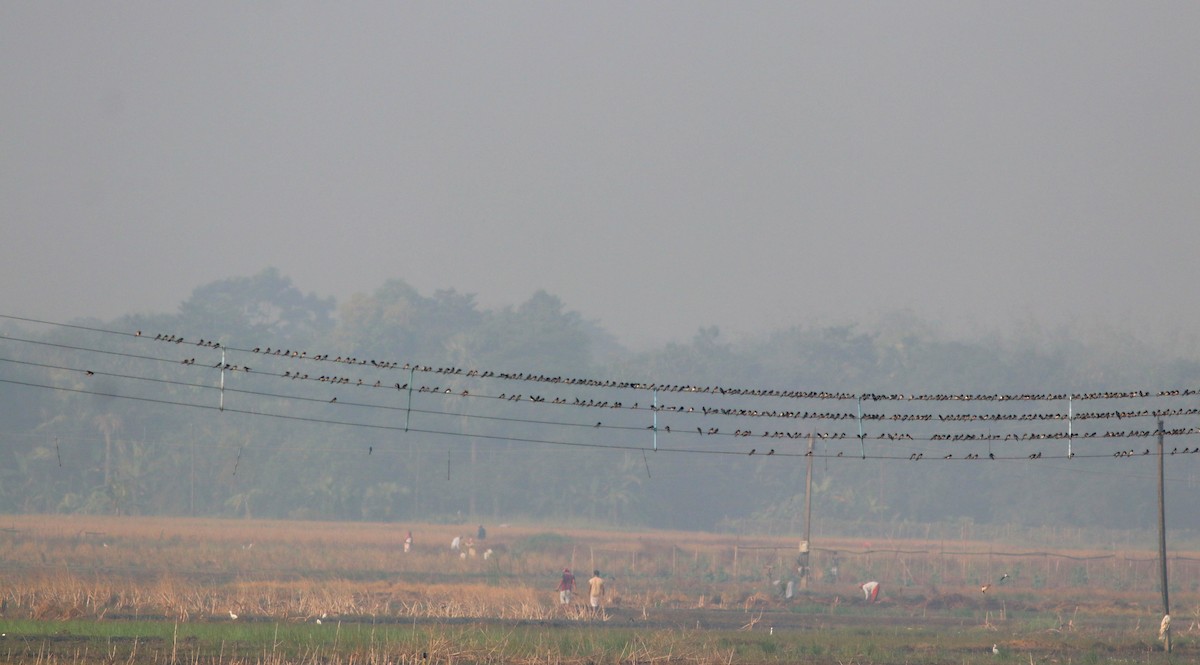 Barn Swallow - Samim Akhter