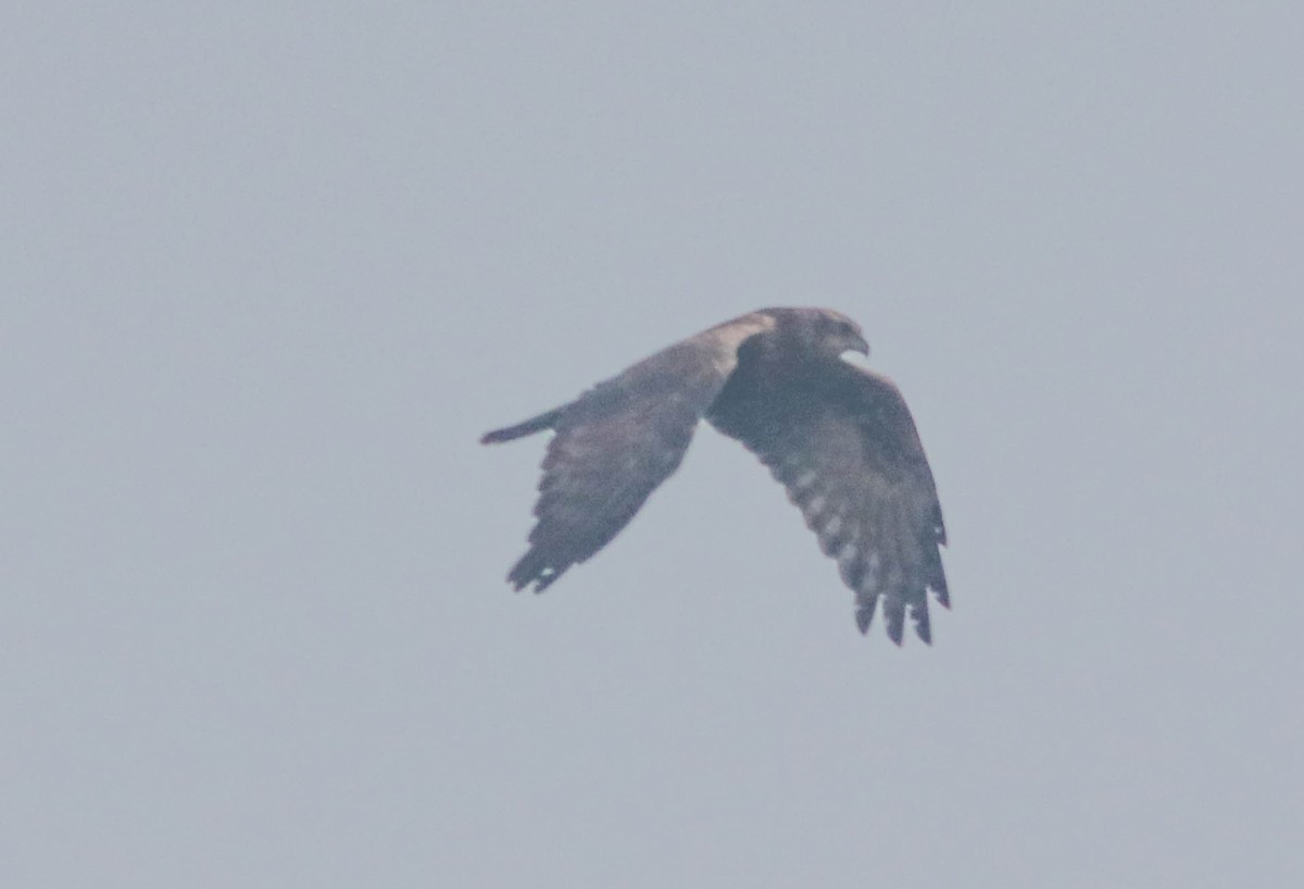 harrier sp. - ML391581331