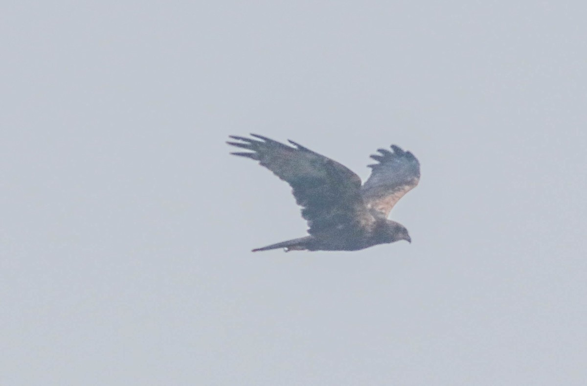 harrier sp. - ML391581341