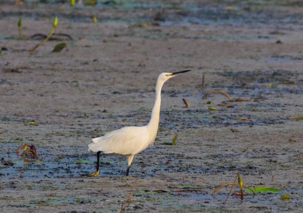 Little Egret - Samim Akhter