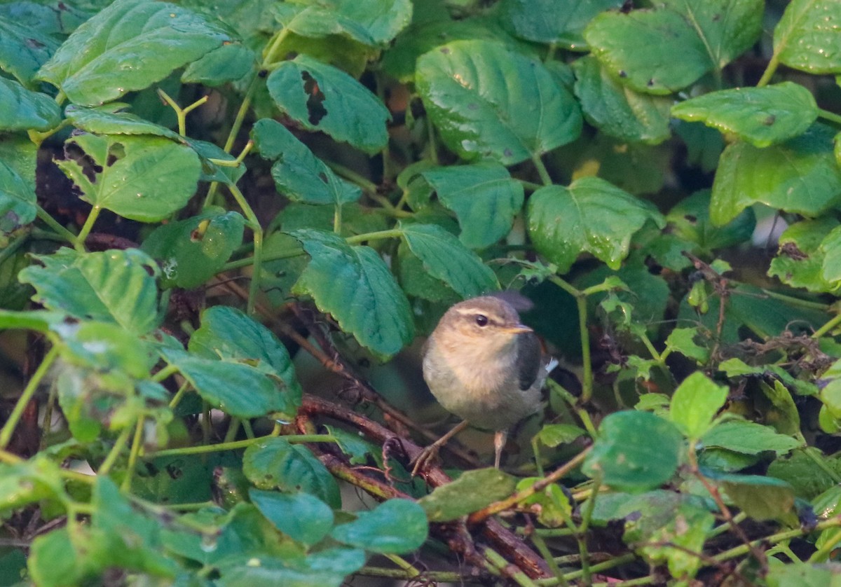 Dusky Warbler - Samim Akhter