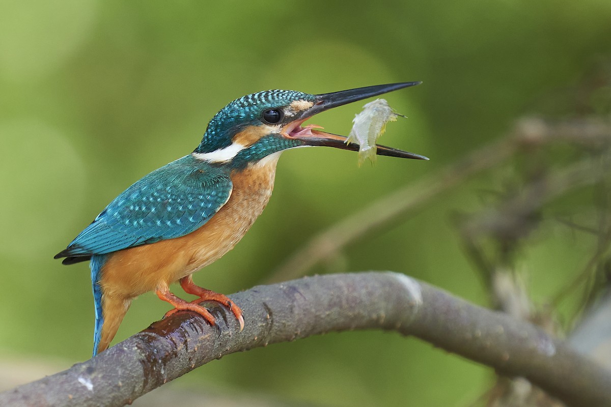 Common Kingfisher - ML391581551