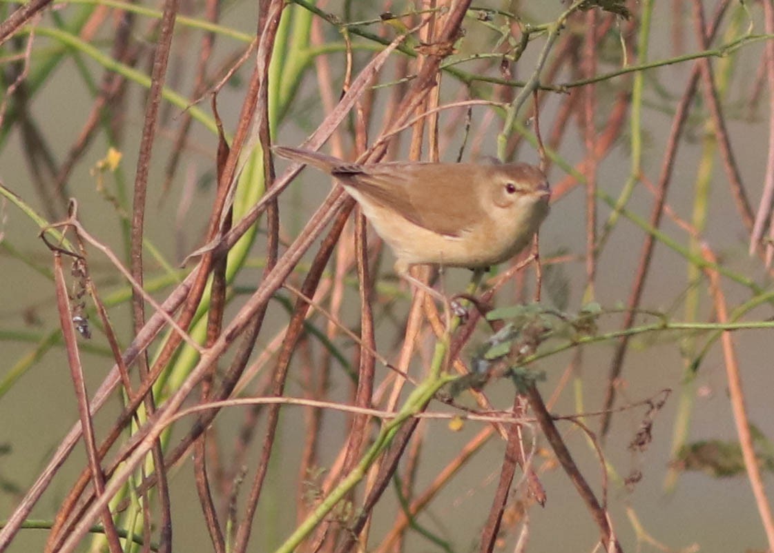 Booted Warbler - ML391581621