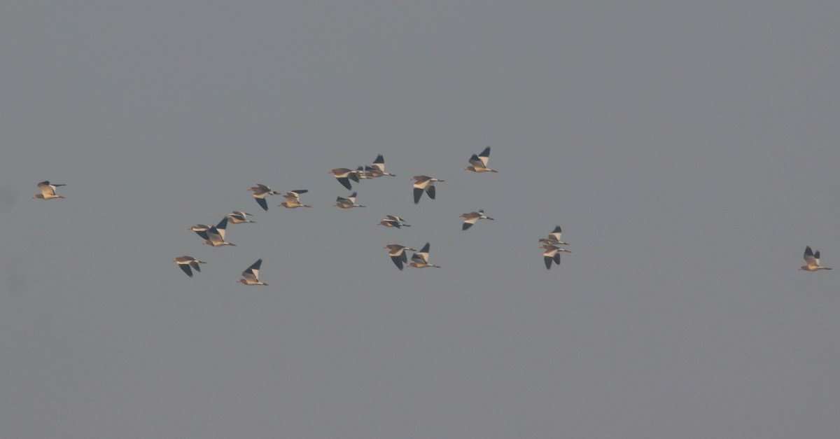 Gray-headed Lapwing - ML391582121