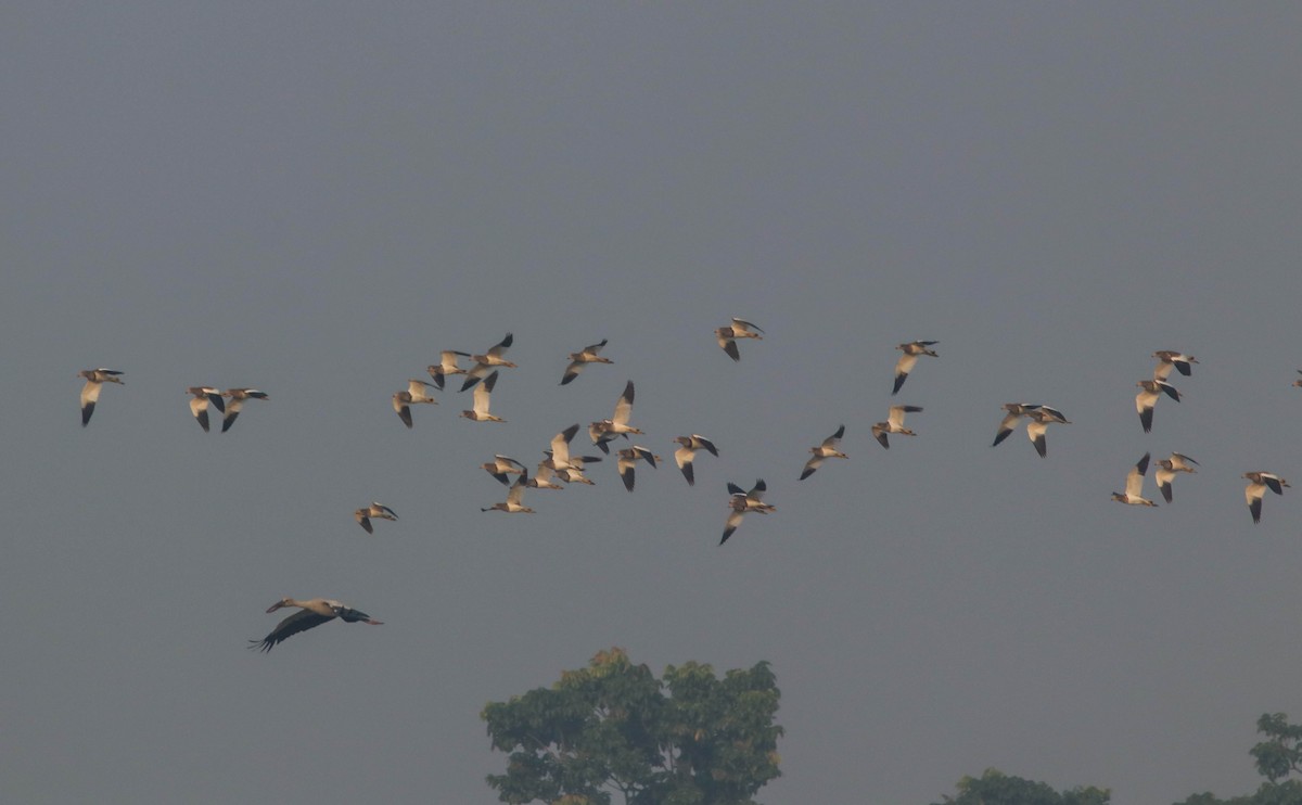 Gray-headed Lapwing - ML391582151