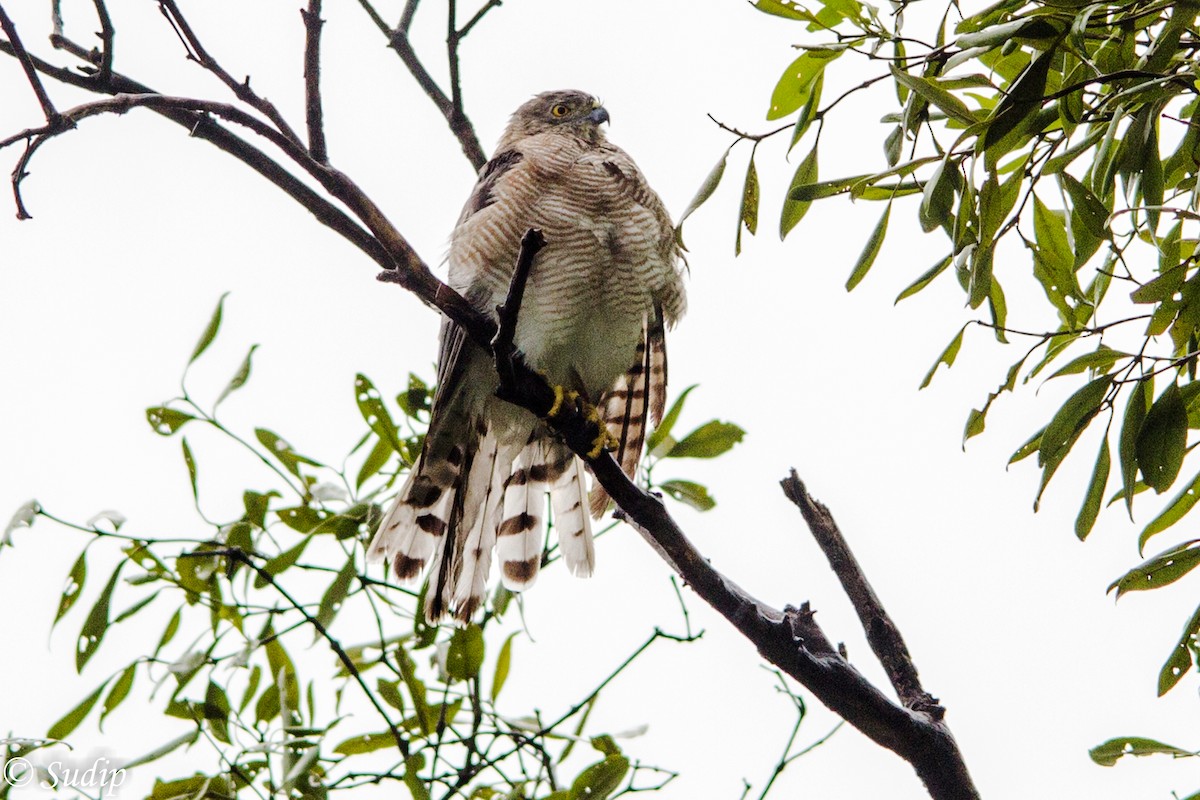 Shikra - ML391583111