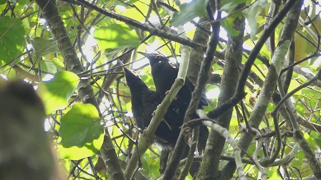 Crow Honeyeater - ML391586331