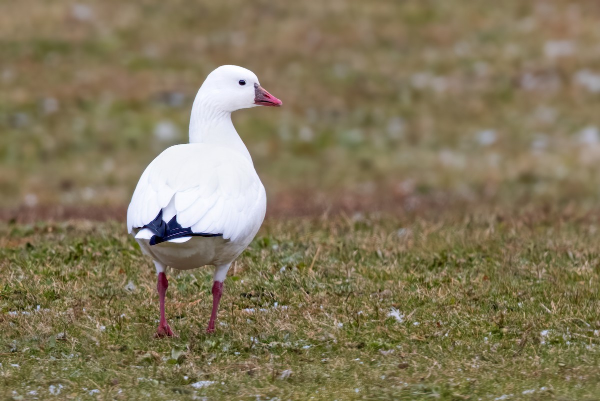 Ross's Goose - ML391586481