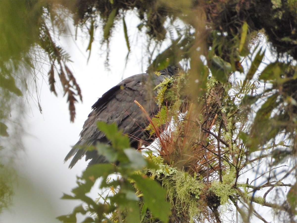 Common Black Hawk - Luis Mauricio Mena Páramo