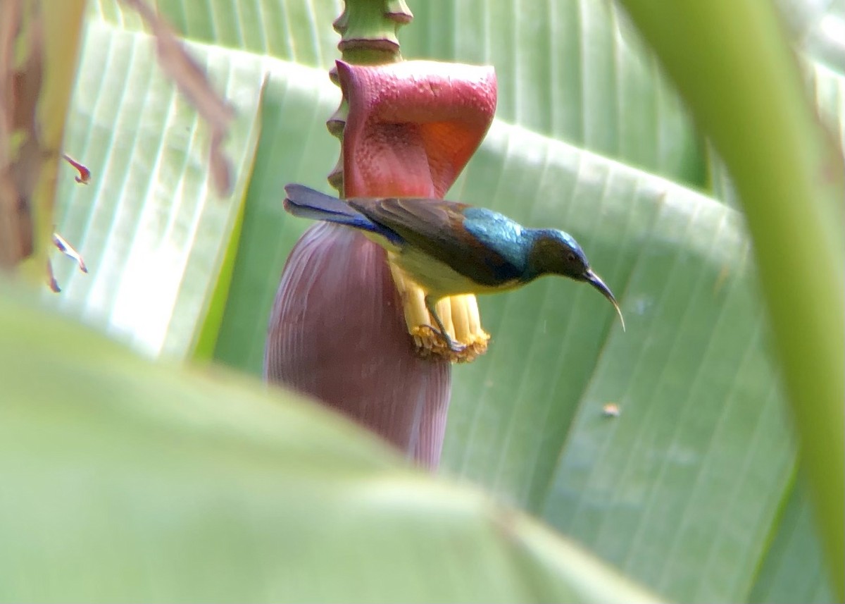 Brown-throated Sunbird - Patrick James