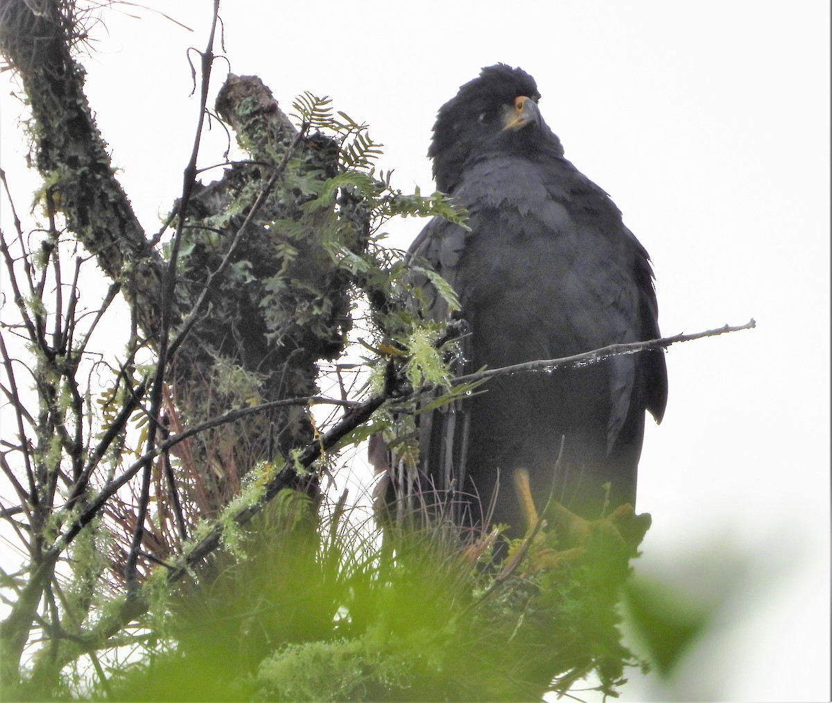 Common Black Hawk - Luis Mauricio Mena Páramo